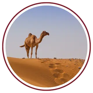 Sunset Camel Safari in Jaisalmer 8